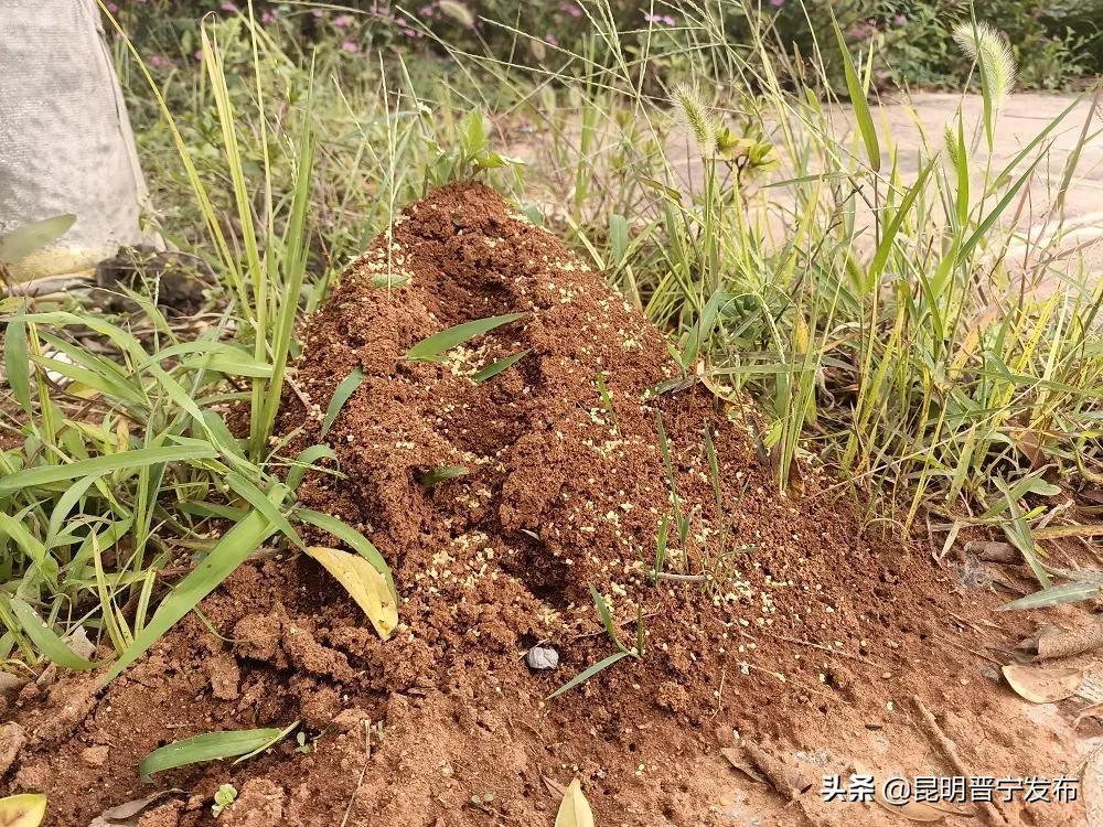 小杨哥爸爸裸露原视频事件引发的思考  小杨哥爸爸裸露原视频