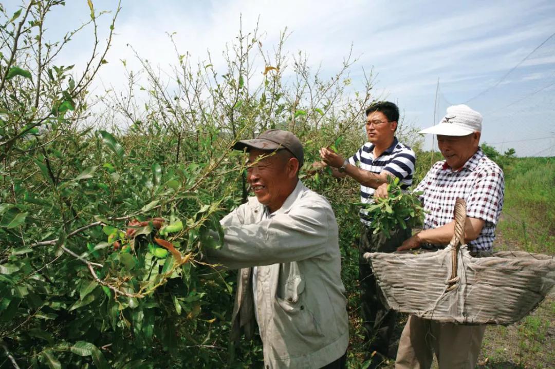 缫丝工艺的魅力与传承  缫丝