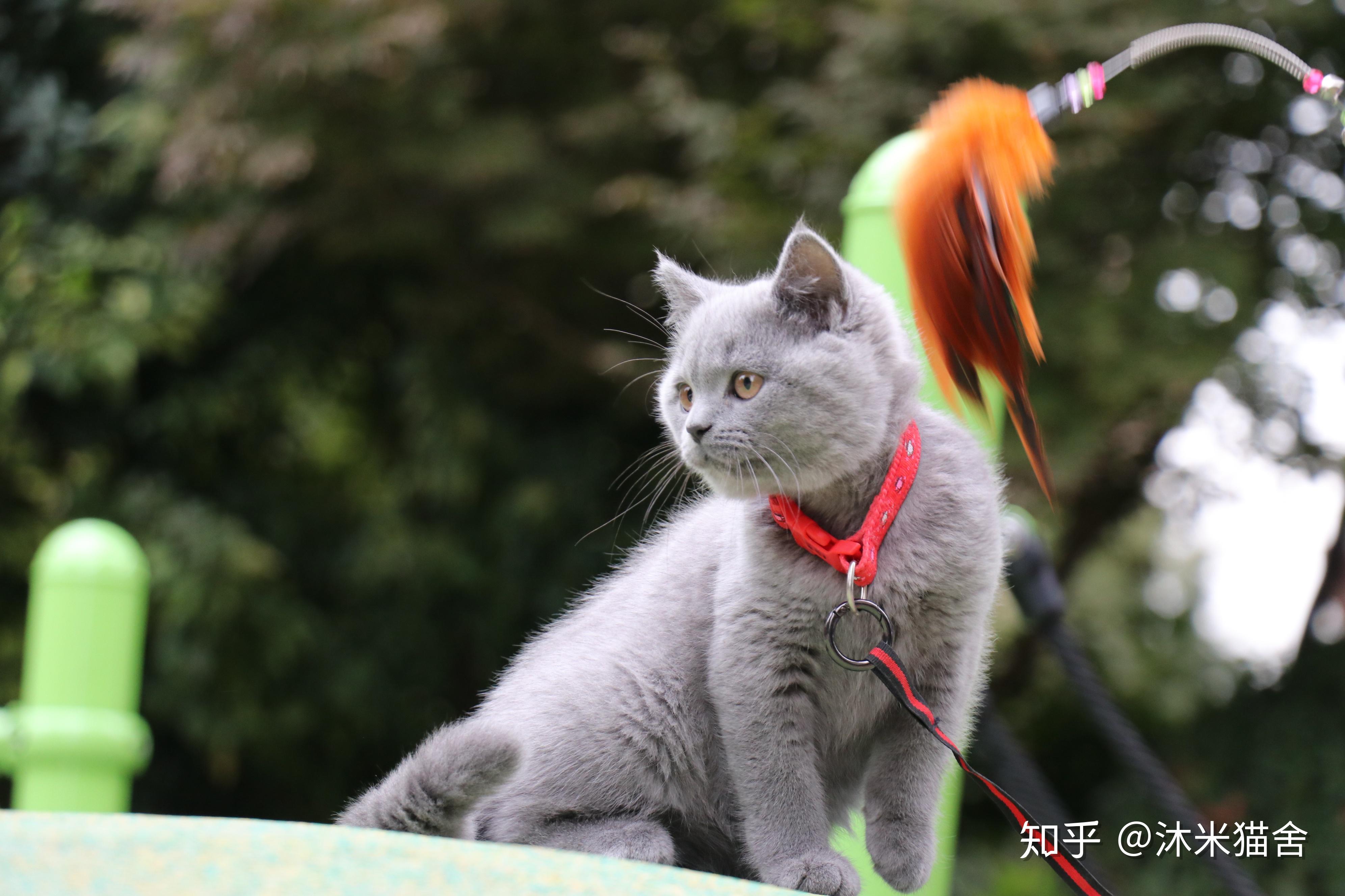 寻找猫咪的足迹，哪个大哥有猫咪地址？  哪个大哥有猫咪地址啊