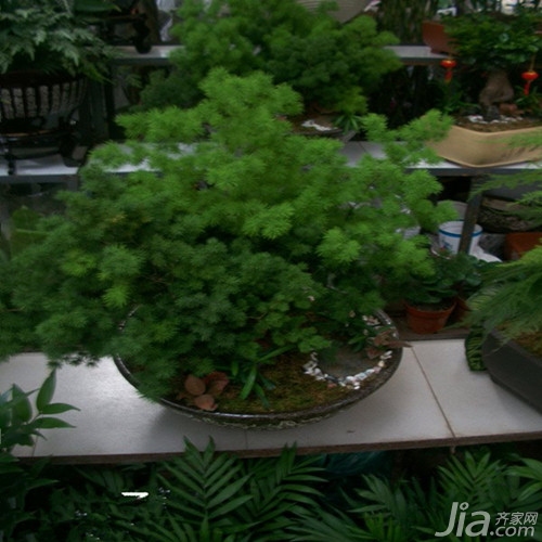 风水学视角下的尖叶植物，装饰与布局的双重考量  风水学尖叶植物好吗视频