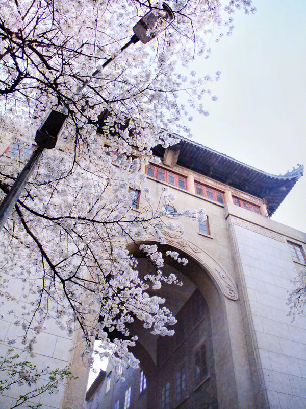 武大新生与樱花城堡的邂逅  武大新生樱花城堡