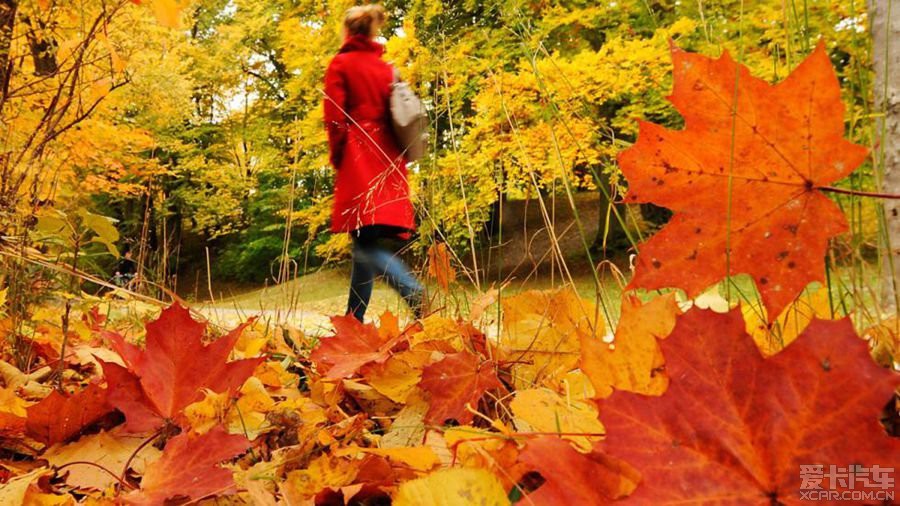 秋意浓情，漫舞的Autumn Leaves  autumnleaves