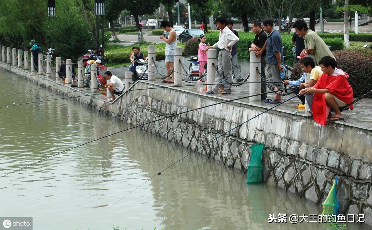 钓鲫鱼视频，技巧、策略与乐趣的完美结合  钓鲫鱼视频