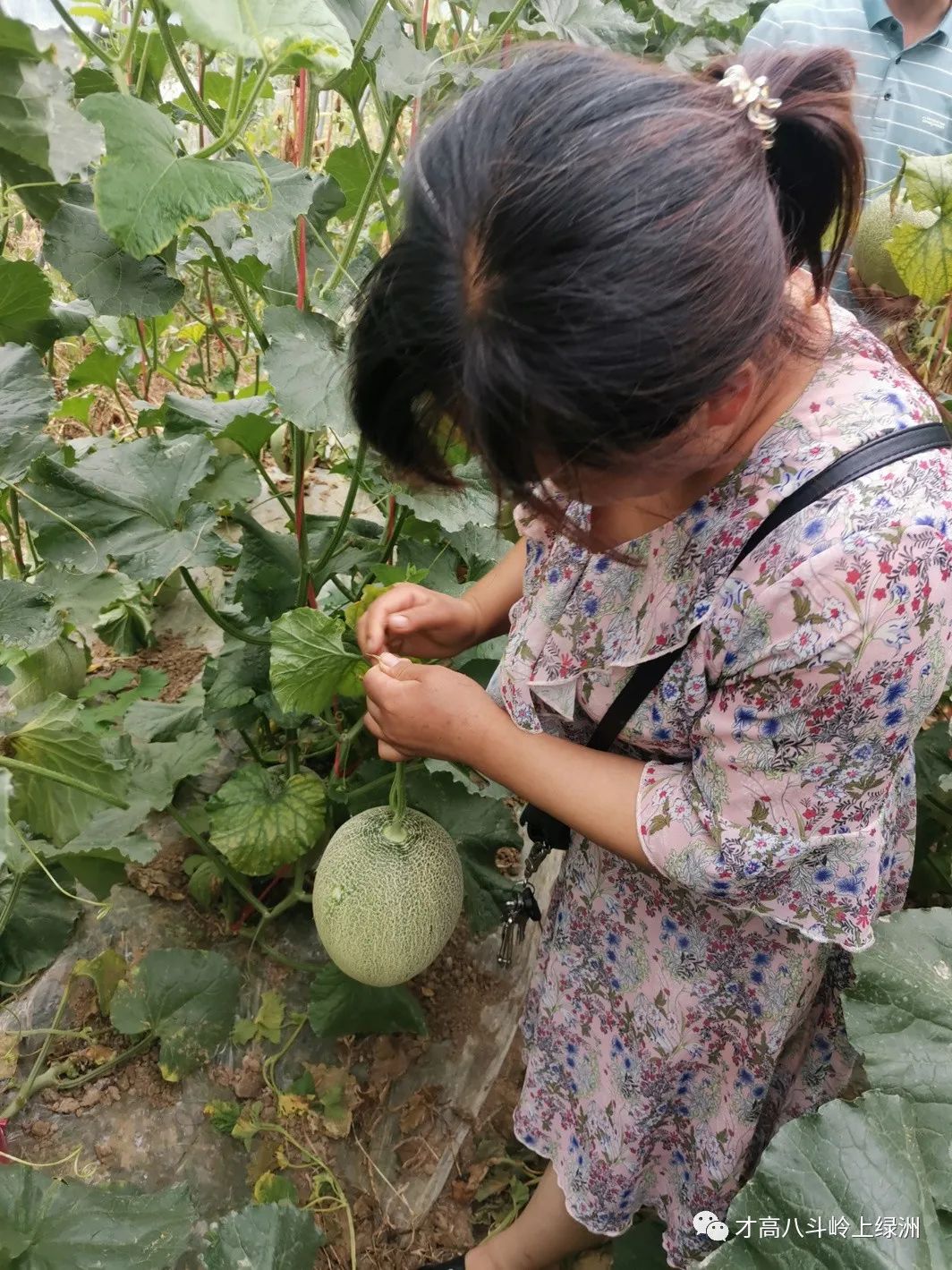 晨曦中的瓜香——与晨曦姐姐的瓜园故事  晨曦姐姐瓜