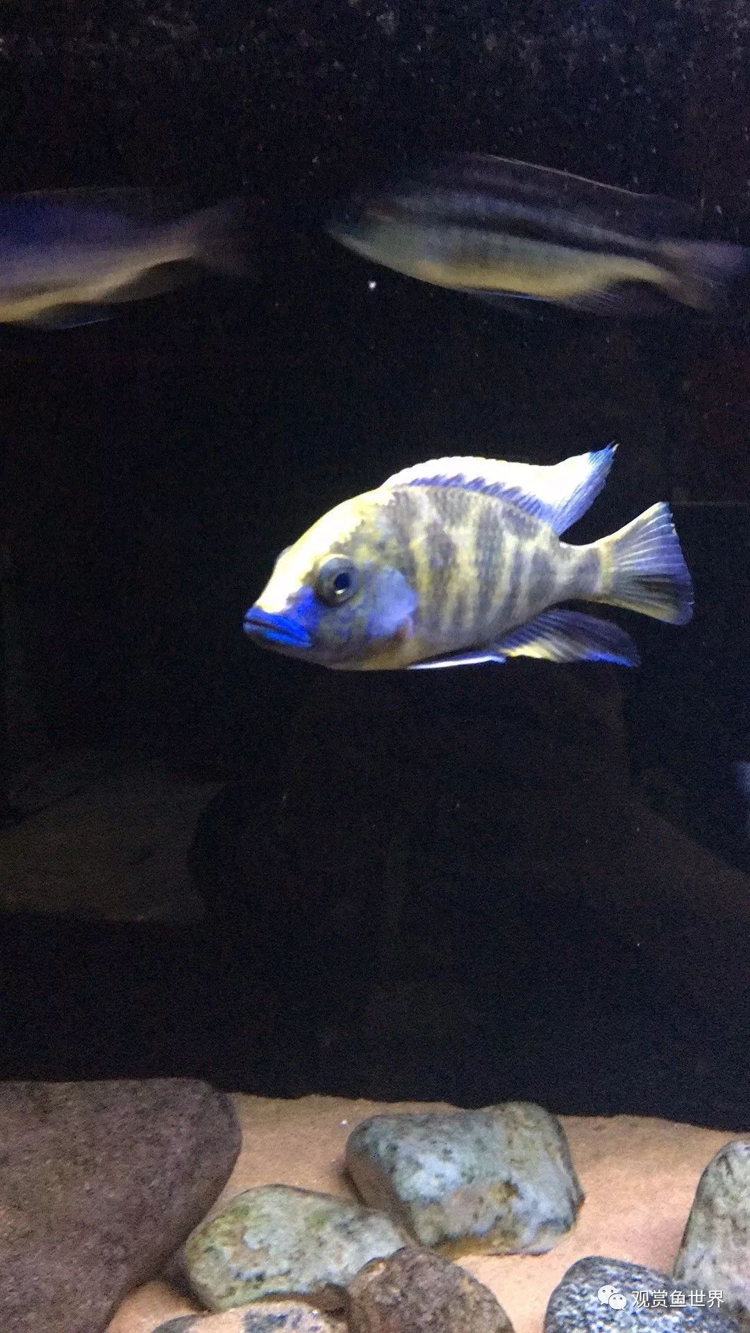 淡水观赏鱼种类，探索水族世界的多样性  淡水观赏鱼种类